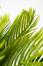 Fluffy Areca Artificial Tree 170cm - Image 2