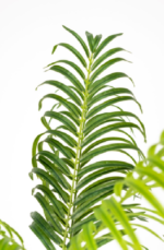 Classic Areca Artificial Tree 150cm - Image 2