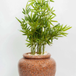 Small Bamboo tree