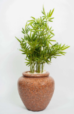 Small Bamboo tree