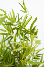 Small Bamboo tree - Image 2