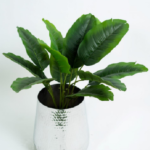 Small Banana Tree S03