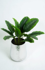 Small Banana Tree S03