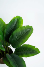 Small Banana Tree S03 - Image 2