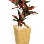 Small Dracena Rossa 150cm