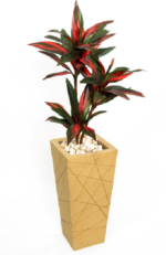 Small Dracena Rossa 150cm