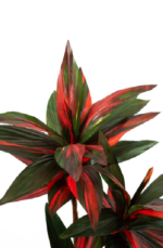 Small Dracena Rossa 150cm - Image 2