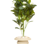 Small Jasmine tree