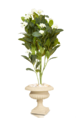 Small Jasmine tree