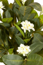 Small Jasmine tree - Image 2