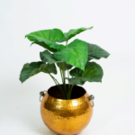 Small Tree S02