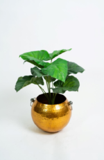 Small Tree S02