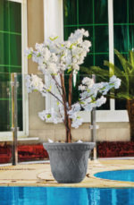 Sona  Tree Pot
