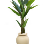 Linda Banana Artificial Tree 170-180cm