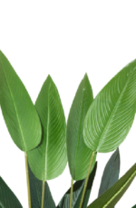 Roman Strelitzia Nicolai Artificial Tree 180cm - Image 2