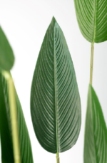 GRP Strelitzia Nicolai  Artificial Tree 180 cm - Image 2