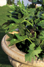 Tino-Basso Tree Pot - Image 2