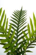 Tronco Unico Areca  Artificial Tree 170cm - Image 2