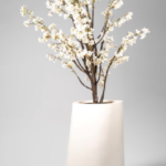 White Apricot
