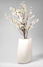 White Apricot