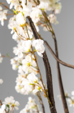 White Apricot - Image 2