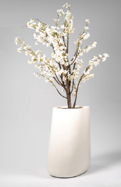 White Apricot White Apricot - Image 1