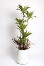Green Dracaena Artificial Tree 170-180 cm - Image 4