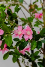 Bougainvillea Rose Artificial Tree 190-200 cm - Image 4