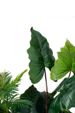 EVERGREEN Alocasias  ELEGANCE planter 180 cm - Image 2