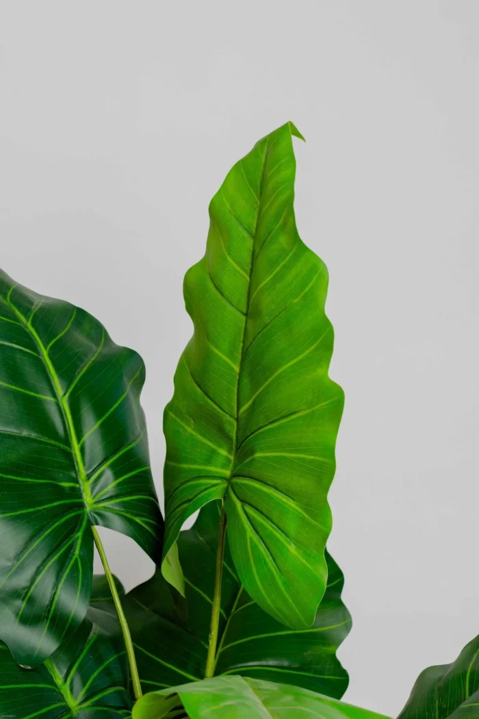 Alocasias Artificial Tree  170 cm - Image 3