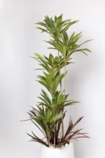 Green Dracaena Artificial Tree 170-180 cm - Image 3