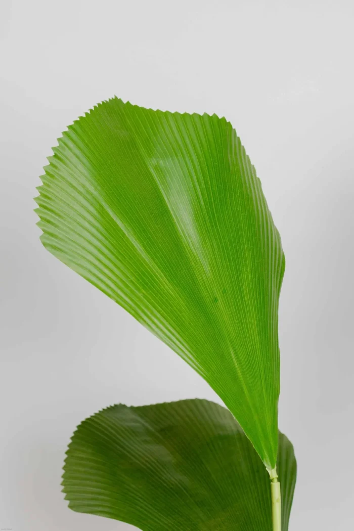 Seashell Artificial Tree 190-200 cm - Image 4