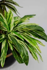 Cactus Dracaena Artificial Tree 150-160 cm - Image 2