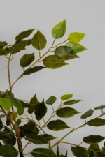 Blumina Planter - Image 2