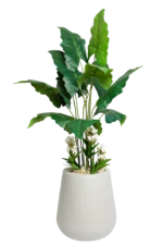 Alocasias Artificial Tree  170 cm