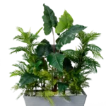 EVERGREEN Alocasias  ELEGANCE planter 180 cm