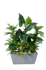 EVERGREEN Alocasias  ELEGANCE planter 180 cm
