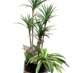 Cactus Dracaena Artificial Tree 150-160 cm