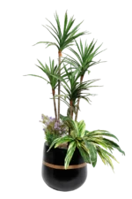 Cactus Dracaena Artificial Tree 150-160 cm