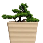 Small Bonsai 50cm