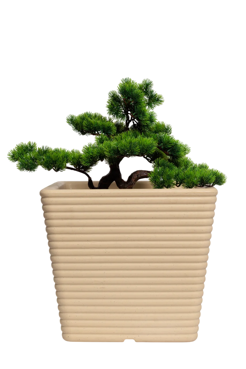 main Small Bonsai 50cm - Image 1