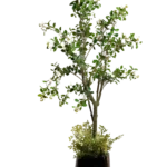 Bougainvillea white Artificial Tree 190-200 cm