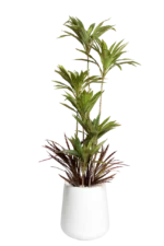 Green Dracaena Artificial Tree 170-180 cm