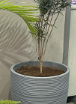 Vase tree pot