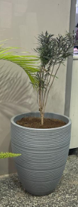 vase Vase tree pot - Image 1
