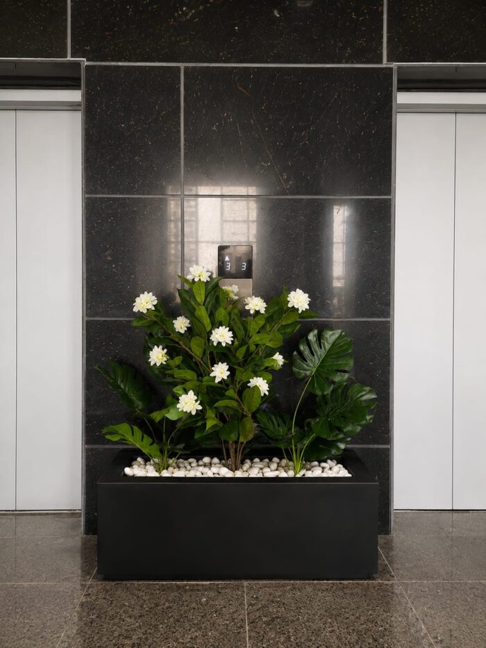 Oceania Jasmine planter - Image 2
