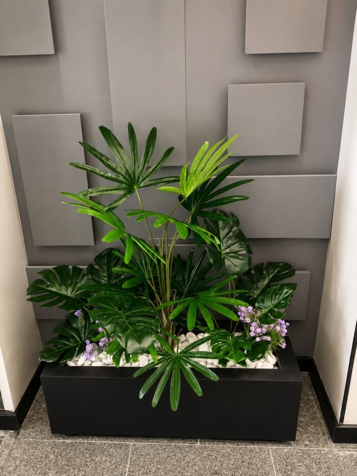 India latan palm planter - Image 2